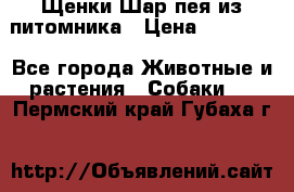 Щенки Шар пея из питомника › Цена ­ 25 000 - Все города Животные и растения » Собаки   . Пермский край,Губаха г.